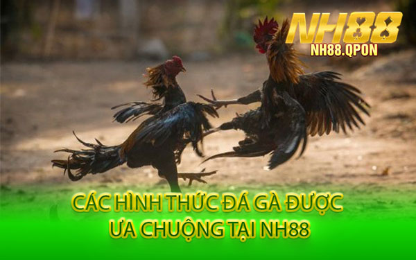 Các Hình Thức Đá Gà Được Ưa Chuộng Tại NH88