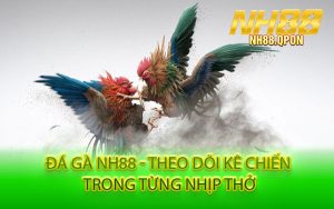 Đá Gà NH88 - Theo Dõi Kê Chiến Trong Từng Nhịp Thở