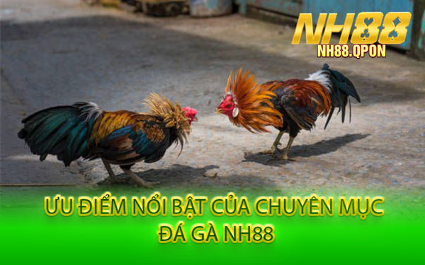 Ưu Điểm Nổi Bật Của Chuyên Mục Đá Gà NH88